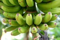 126 Bananen kurz vor der Ernte