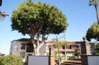 177 Icod de los Vinos