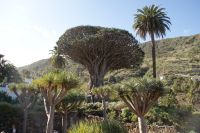 182 1000-jähriger Drachenbaum in  Icod de los Vinos