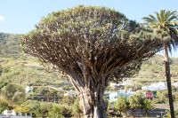 184 1000-jähriger Drachenbaum in  Icod de los Vinos