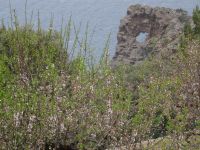  Landgut - Mandelblüte und das 