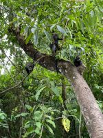 Safari im Arusha Nationalpark