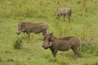 Safari im Arusha Nationalpark