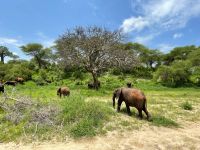 Safari im Tarangire Nationalpark