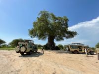 Safari im Tarangire Nationalpark
