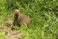 Safari im Tarangire Nationalpark