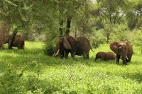 Safari im Tarangire Nationalpark