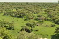 Safari im Tarangire Nationalpark
