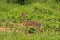 Safai im Tarangire Nationalpark