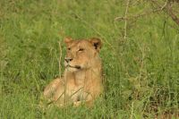 Safai im Tarangire Nationalpark