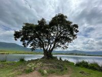 Safari im Ngorogoro Krater