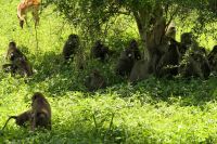 Safari im Lake Manyara Nationalpark