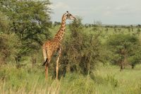 Safari im Serengeti Nationalpark