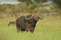 Safari im Serengeti Nationalpark