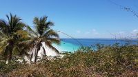 Insel Iguana