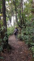 Tree Trek Hängebrückenwanderung
