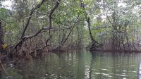 Mangroven Isla Bastimentos