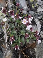 Blumen am Wegesrand, Trodosgebirge