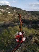 An der Rosenölfabrik von Agros