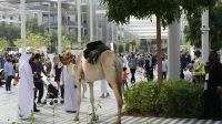 EXPO...sogar Kamele kommen zu Besuch