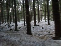 36 Hochmoor Glatzen