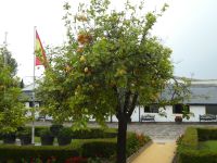 Bodega Tio PEPE