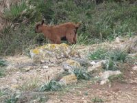 Bergziege Formentor