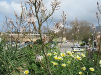 Blumen Stadtmauer Alcudia