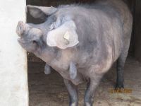 Eber von Els Calderes