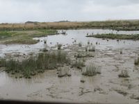 Albufera