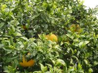 Sizilien - Pampelmusenbaum