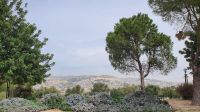 20220402 115527 Frühling in Jerusalem