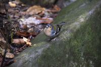 Tierische Begegnungen am Wasserfall Madeira