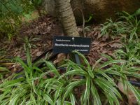 Botanischer Garten Mahe