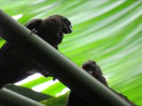 Black Parrot Pärchen 