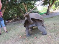 Schildkrötenaufzucht La Curieuse 