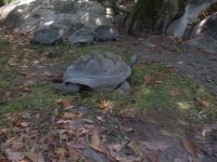 Schildkröten-Gehege