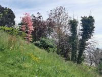 Paris Petit  Tag 4 Bienenweide am Montmartre