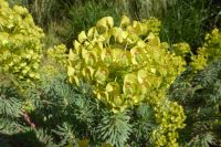 Paris Petit Tag 2  Im Petit Palais  Wolfsmilchgewächs