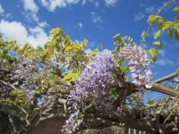 Blauregen im Forum Romanum