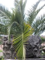 die Natur bedeckt 2500jährige Geschichte im Forum Romanum