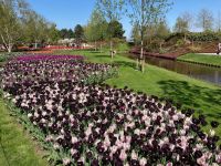3. Tag – Tulpenblüte im Keukenhof