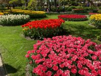 3. Tag – Tulpenblüte im Keukenhof