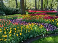 3. Tag – Tulpenblüte im Keukenhof