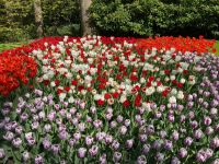 3. Tag – Tulpenblüte im Keukenhof