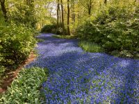 3. Tag – Tulpenblüte im Keukenhof