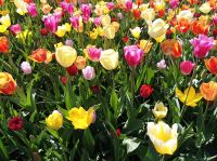 Keukenhof