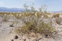 198 Stove Pipe Wells