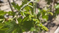 Rundreise Jordanien - junger Wein beim Wüstenschloss Qasr al-Azraq