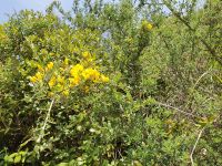 Wanderung auf dem Götterweg, Ginster